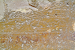 Relief with different River Nile fishes