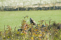  Common Buzzard SO11011JHP