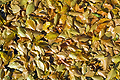  Autumn Beech Leaves SO11502JHP