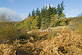  Glen Dye Autumn Colours SO11823JHP