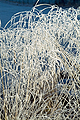  Frosted Grass SO14207JHP