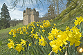  Craigievar Castle Daffodils SO20010JHP