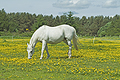  White Horse  Buttercups Deeside SO49010JHP