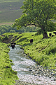 Link to Deveron & Strathdon