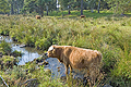 Highland Cattle Dess Aboyne SO83011JHP 