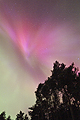 SOaunv19JH Corona over Forest