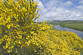  Broom Blossom by River Don VQ0034JHP