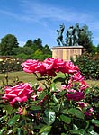 Piper Alpha Memorial and Hazlehead summer rose glory