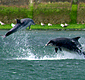 Dolphin action with telephoto lens at Aberdeen Harbour entrance